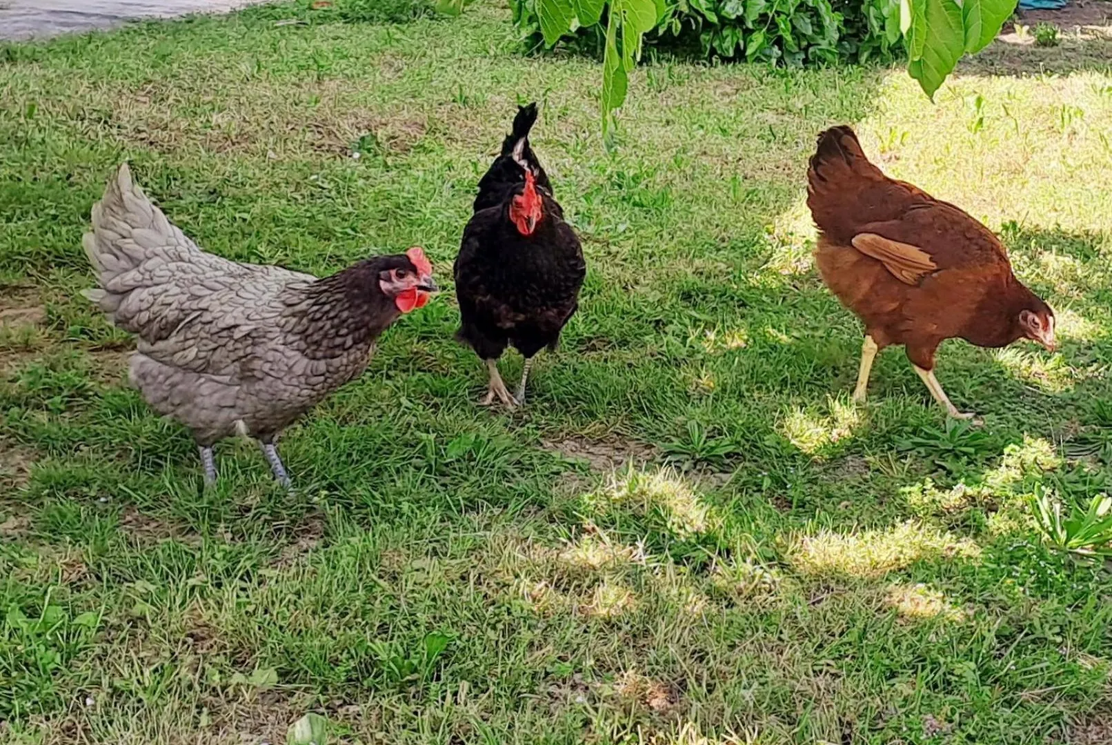 Holiday home Les Gites De Lescurou Limogne-en-Quercy France